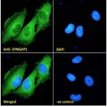Immunofluorescence - Anti-SynGAP Antibody (A84997) - Antibodies.com
