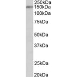 Western Blot - Anti-SynGAP Antibody (A84998) - Antibodies.com