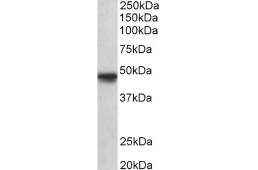 Western Blot - Anti-Oct6 Antibody (A84999) - Antibodies.com