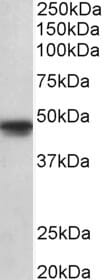 Anti-POU3F1 Antibody (A84999) (1µg/ml) staining of A549 lysate (35µg protein in RIPA buffer). Primary incubation was 1 hour. Detected by chemiluminescence.