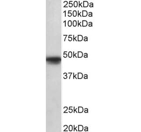 Western Blot - Anti-POU3F1 Antibody (A84999) - Antibodies.com