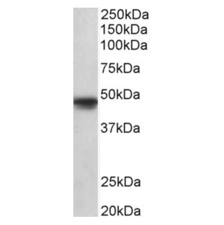 Western Blot - Anti-POU3F1 Antibody (A84999) - Antibodies.com