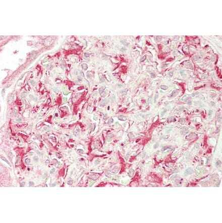 Immunohistochemistry - Anti-ULK3 Antibody (A85002) - Antibodies.com