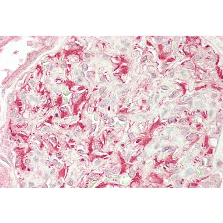 Immunohistochemistry - Anti-ULK3 Antibody (A85002) - Antibodies.com