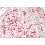 Immunohistochemistry - Anti-ULK3 Antibody (A85002) - Antibodies.com