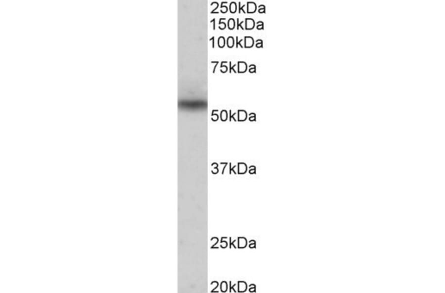 Western Blot - Anti-NPRL3 Antibody (A85003) - Antibodies.com
