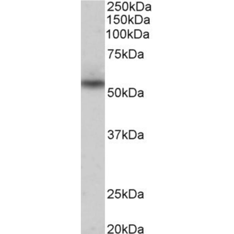 Western Blot - Anti-NPRL3 Antibody (A85003) - Antibodies.com