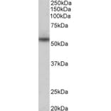 Western Blot - Anti-NPRL3 Antibody (A85003) - Antibodies.com