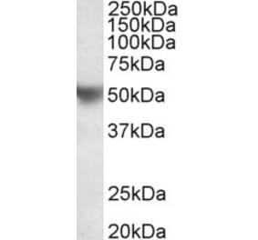 Western Blot - Anti-Apo-H Antibody (A85004) - Antibodies.com