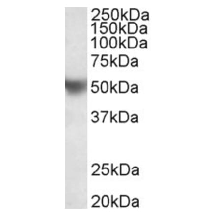 Western Blot - Anti-Apo-H Antibody (A85004) - Antibodies.com