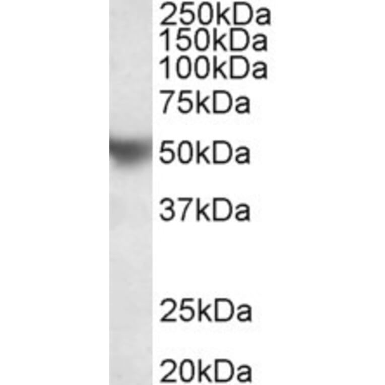 Western Blot - Anti-Apo-H Antibody (A85004) - Antibodies.com