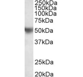 Western Blot - Anti-APOH Antibody (A85004) - Antibodies.com
