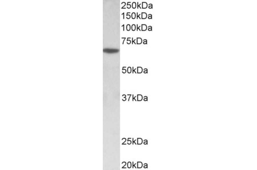Western Blot - Anti-SOX11 Antibody (A85009) - Antibodies.com