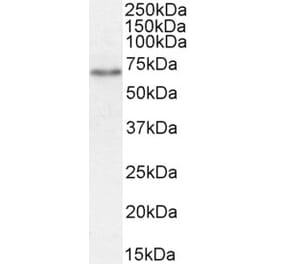 Western Blot - Anti-SGLT1 Antibody (A85010) - Antibodies.com