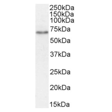 Western Blot - Anti-SGLT1 Antibody (A85010) - Antibodies.com