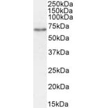 Western Blot - Anti-SGLT1 Antibody (A85010) - Antibodies.com