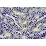 Immunohistochemistry - Anti-SGLT1 Antibody (A85010) - Antibodies.com
