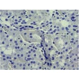 Immunohistochemistry - Anti-SGLT1 Antibody (A85010) - Antibodies.com