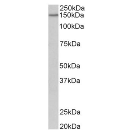 Western Blot - Anti-PCDH17 Antibody (A85011) - Antibodies.com