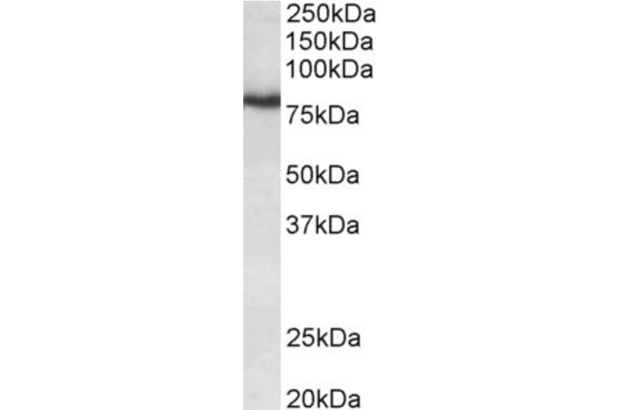 Western Blot - Anti-KCNC3 Antibody (A85012) - Antibodies.com