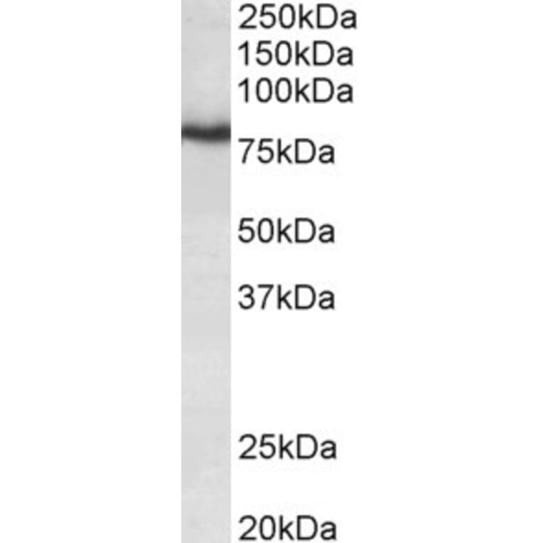 Western Blot - Anti-KCNC3 Antibody (A85012) - Antibodies.com