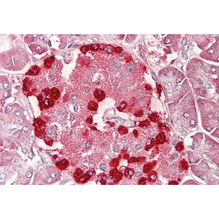 Immunohistochemistry - Anti-DENTT Antibody (A85014) - Antibodies.com