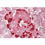 Immunohistochemistry - Anti-DENTT Antibody (A85014) - Antibodies.com