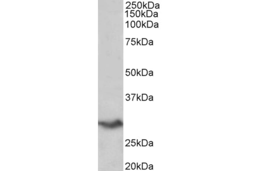 Western Blot - Anti-B7H4 Antibody (A85015) - Antibodies.com