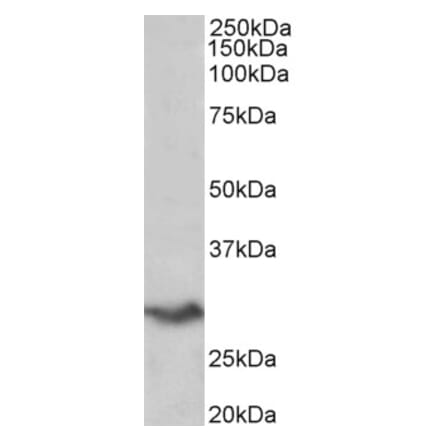 Western Blot - Anti-B7H4 Antibody (A85015) - Antibodies.com