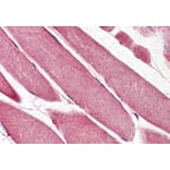 Immunohistochemistry - Anti-TRIM11 Antibody (A85016) - Antibodies.com