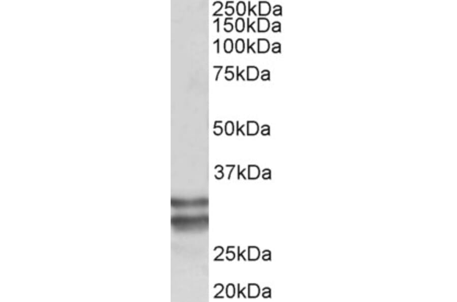 Western Blot - Anti-KLF13 Antibody (A85017) - Antibodies.com