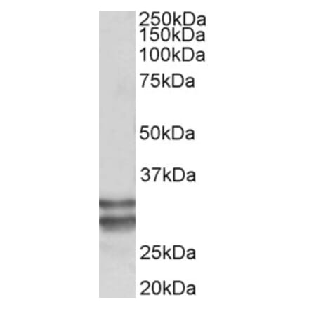 Western Blot - Anti-KLF13 Antibody (A85017) - Antibodies.com