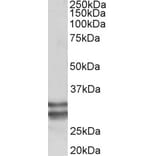 Western Blot - Anti-KLF13 Antibody (A85017) - Antibodies.com