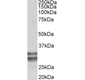 Western Blot - Anti-KLF13 Antibody (A85017) - Antibodies.com