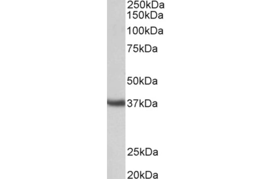 Western Blot - Anti-Clusterin Antibody (A85018) - Antibodies.com