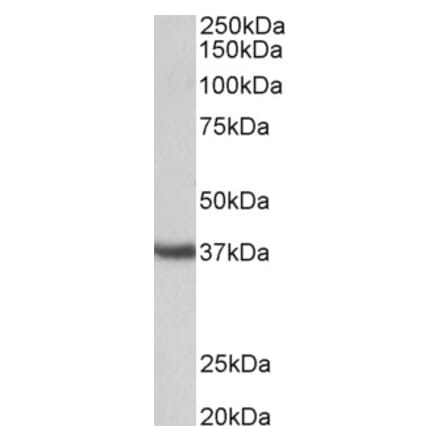 Western Blot - Anti-Clusterin Antibody (A85018) - Antibodies.com