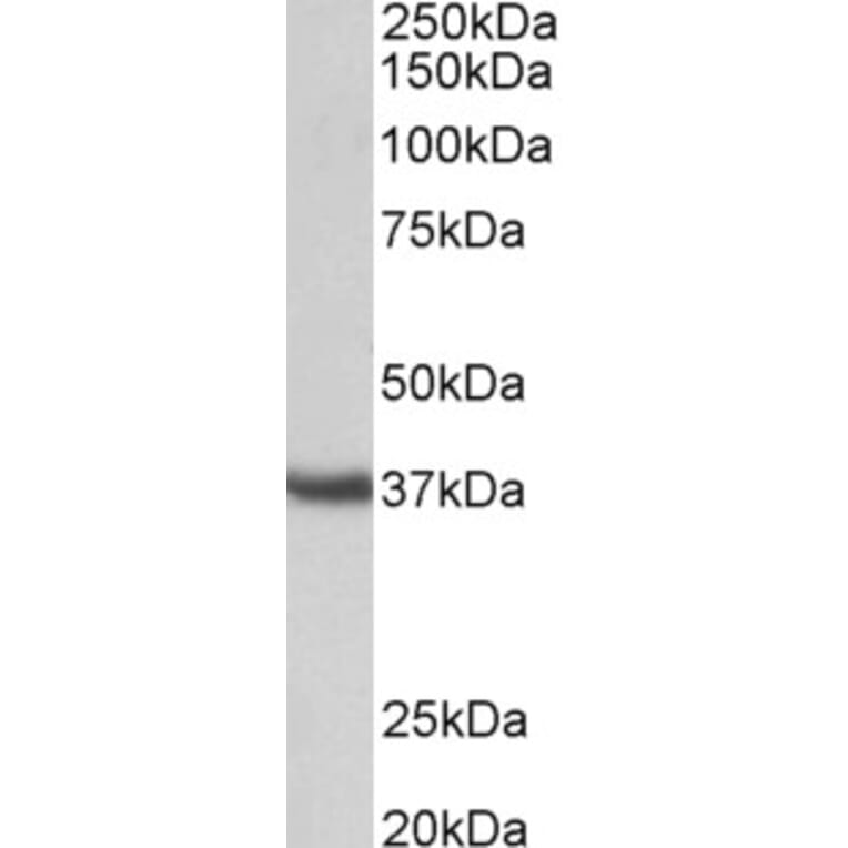 Western Blot - Anti-Clusterin Antibody (A85018) - Antibodies.com