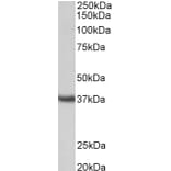Western Blot - Anti-Clusterin Antibody (A85018) - Antibodies.com