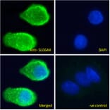 Immunofluorescence - Anti-Serotonin Transporter Antibody (A85020) - Antibodies.com