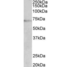 Western Blot - Anti-Dopamine beta Hydroxylase Antibody (A85021) - Antibodies.com