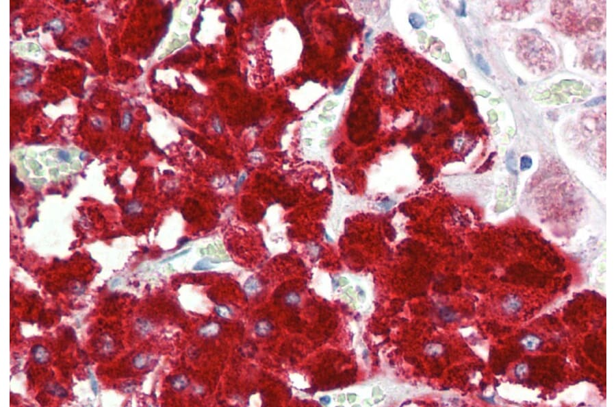 Immunohistochemistry - Anti-Dopamine beta Hydroxylase Antibody (A85021) - Antibodies.com
