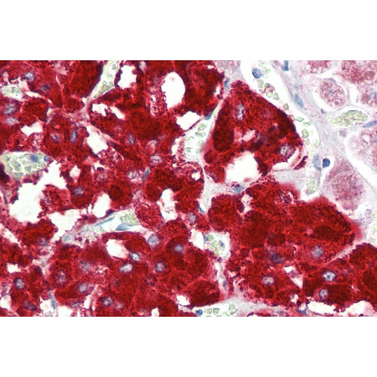 Immunohistochemistry - Anti-Dopamine beta Hydroxylase Antibody (A85021) - Antibodies.com