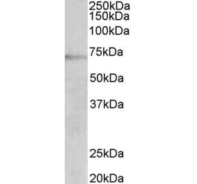 Western Blot - Anti-DBH Antibody (A85021) - Antibodies.com