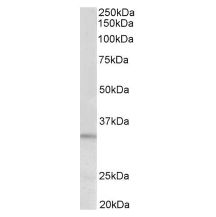 Western Blot - Anti-PI-15 Antibody (A85023) - Antibodies.com