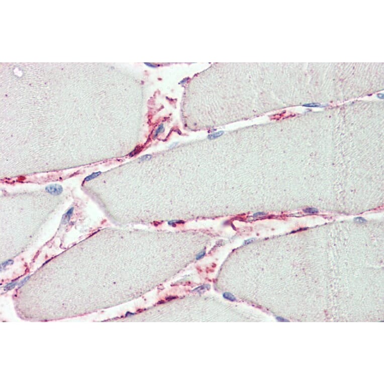 Immunohistochemistry - Anti-PI-15 Antibody (A85023) - Antibodies.com