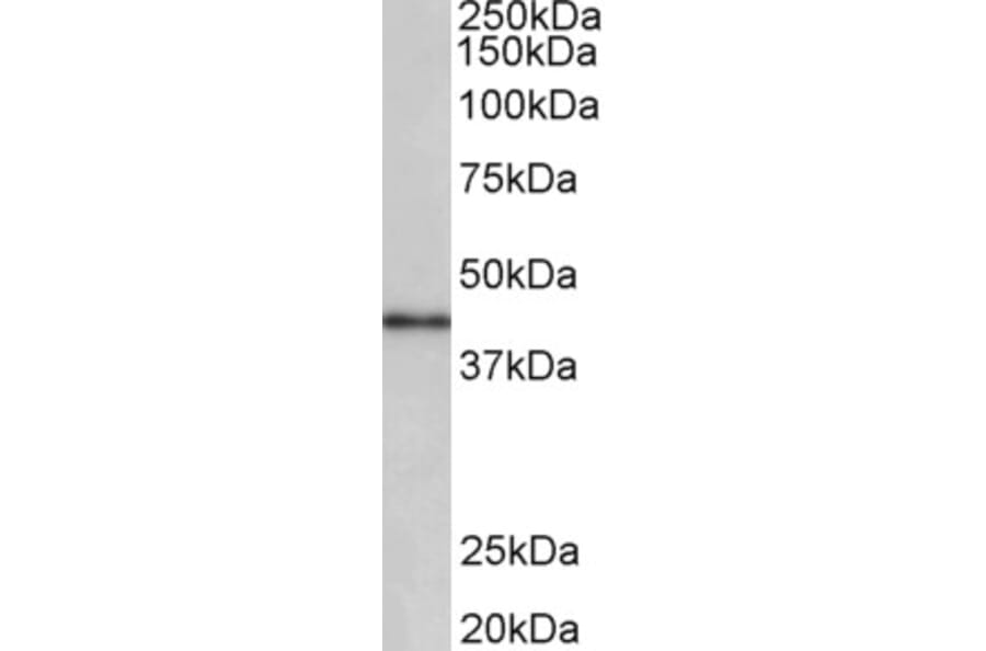 Western Blot - Anti-CCNDBP1 Antibody (A85024) - Antibodies.com