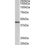 Western Blot - Anti-CCNDBP1 Antibody (A85024) - Antibodies.com