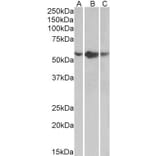 Western Blot - Anti-TNF Receptor I Antibody (A85026) - Antibodies.com