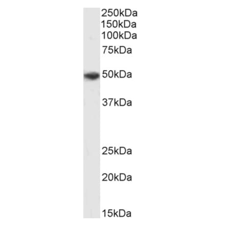 Western Blot - Anti-P2X4 Antibody (A85028) - Antibodies.com