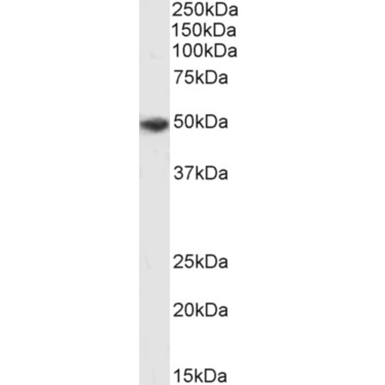 Western Blot - Anti-P2X4 Antibody (A85028) - Antibodies.com